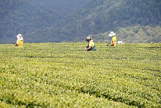 Глава Кубани призвал усилить борьбу с фальсифицированным краснодарским чаем