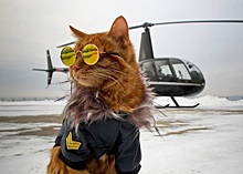 Фото дня: кот-пилот в очках как у Базилио сел за штурвал вертолета