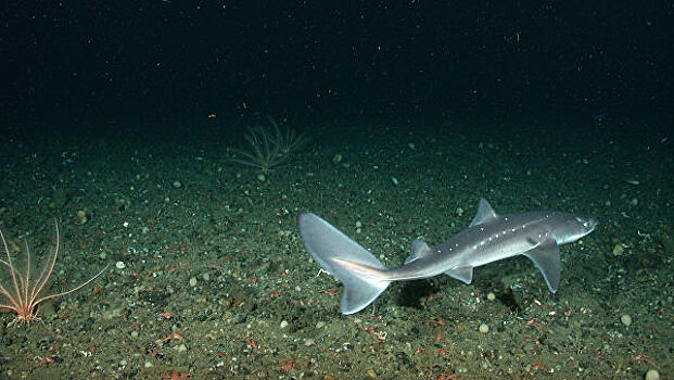 Британские ученые выяснили, что фиш-энд-чипс делают из вымирающих акул