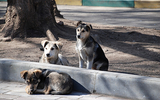 ВС вынес смертный приговор всем бездомным животным России