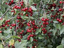 В Воронежской области 3-летняя девочка погибла, подавившись вишней