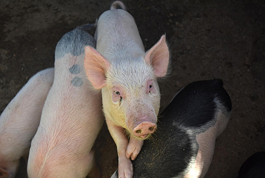 В Ростовской области в тушах свиней выявили африканскую чуму