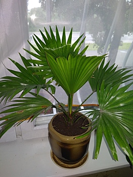 Как вырастить пальму: секреты шикарной листвы