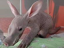 Малыш-трубкозуб из российского зоопарка научился «разговаривать»