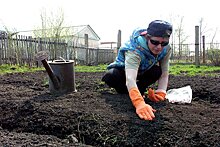 Что советуют агрономы сибирским дачникам