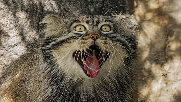 От ангорского кролика до снежной козы: 7 самых пушистых животных