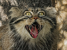 От ангорского кролика до снежной козы: 7 самых пушистых животных