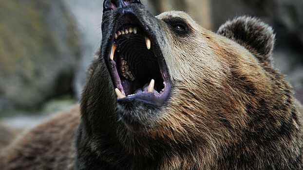 Напавшего на туристов в Красноярском крае медведя ликвидировали