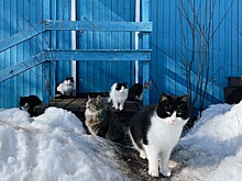 В российских приютах рассказали о ситуации с животными на фоне санкций