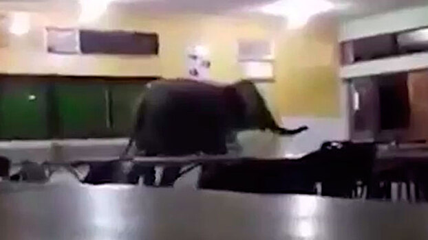 Бродивший по школьной столовой слон попал на видео
