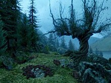 Самые известные в мире деревья, прославившиеся в кино, музыке и живописи