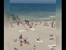 В Зеленоградске на морской пляж пришел конь