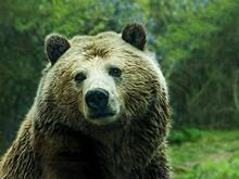 В Приамурье убили медведя, разорявшего кладбище