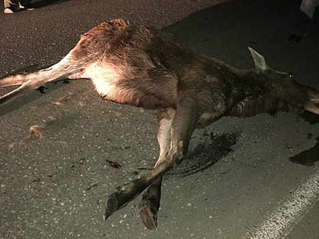 В Самарской области водитель иномарки насмерть сбил взрослого лося