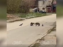 Жители Перми сняли драку котов при участии ворон-секундантов