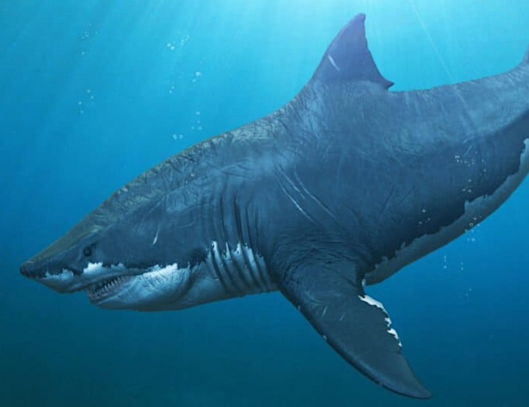 Древние акулы отрастили длинные плавники из-за жары
