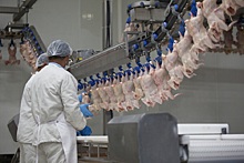 Импорт мяса птицы из России вызовет его переизбыток в Иране