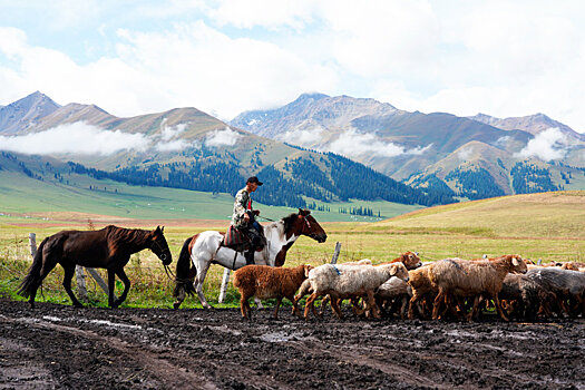 Как приток туристов изменил жизнь казахских пастухов в Китае