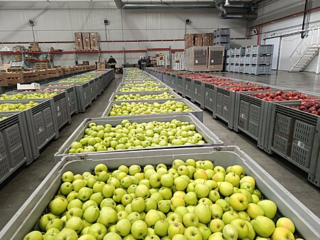 Сады Курской области: депутаты оценили состояние отрасли и перспективы развития