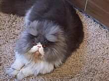 Кот-овечка покорил пользователей Сети