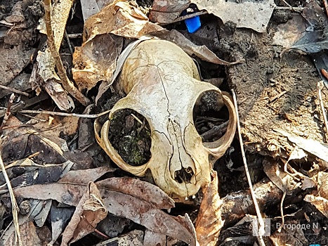 Нижегородцы жалуются на трупный запах от незаконного скотомогильника