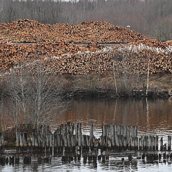«Преступление государственного уровня». На Украине системно вырубают леса