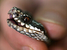 Колючий спринтер и енот-сталкер: самые необычные московские животные