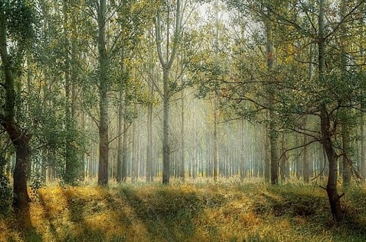 Национальный лесной форум пройдёт в Москве осенью