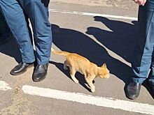 Кошка Ося лично проверила, как Семёнычи из МЧС готовы к тушению пожаров в Костромской области
