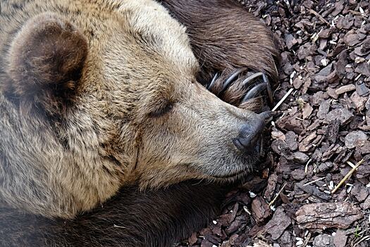 Медведь уснул в гнезде белоголового орлана на Аляске