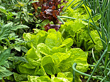 Посадите перцы с базиликом, а землянику — с чесноком. Примеры удачного соседства растений на грядке