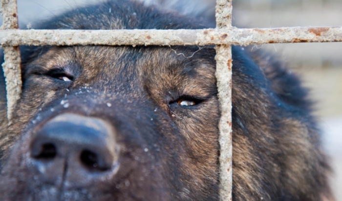 Волгоградские депутаты обратятся в Госдуму из-за ситуации с уличными животными