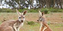 Айнарс Подзиньш о выступлении в Австралии: «Попробовал кенгуру на вкус. Они очень трусливые, убегают, когда к ним подходишь»