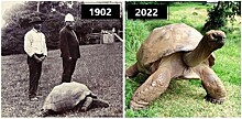 Почему черепахи живут так долго