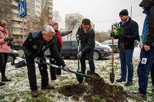 Кедры «прописались» у реки. В Новосибирске высадили 2500 саженцев