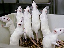 Найден быстрый и безболезненный способ эвтаназии