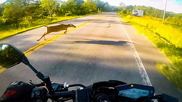 Зверская атака: мотоциклист заснял момент столкновения с оленем