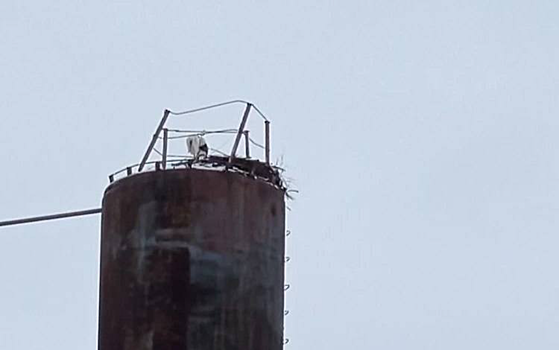 Аист-любимец местных жителей и туристов вновь вернулся в Перевоз