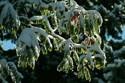 Прошедшая ночь в Москве стала самой холодной за всю осень