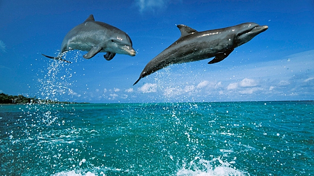 Дельфины и киты-убийцы объединились ради охоты и попали на видео