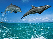 Дельфины и киты-убийцы объединились ради охоты и попали на видео