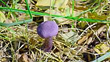 В Подмосковье выросли фиолетовые грибы