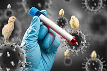 Вирусолог Волчков: Ни у кого в мире нет иммунитета к новому птичьему гриппу H3N8
