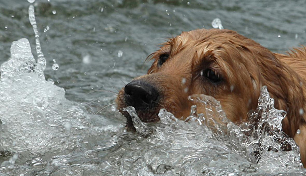Под Наро-Фоминском спасатели ПСО-18 вытащили собаку из реки