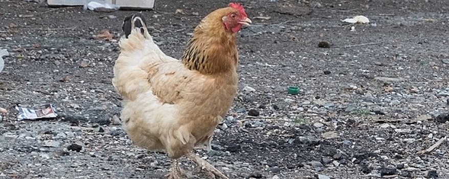 Россиянам рассказали, как защититься от нового птичьего гриппа H5N8