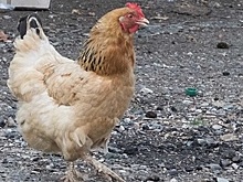 Россиянам рассказали, как защититься от нового птичьего гриппа H5N8
