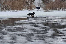 В Тульской области мужчина гулял с собакой и провалился под лед на реке