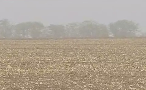 Песчаная буря добралась до Краснодарского края 29 сентября