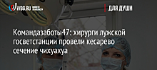 Командазаботы47: хирурги лужской госветстанции провели кесарево сечение чихуахуа