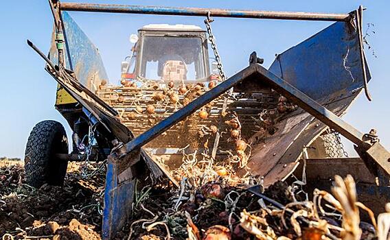 Горе луковое: Чиновники во власти гробят не фермеров – губят страну